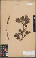 Foto von Salix cinerea L.